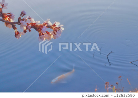 Sakura and Nishikigoi Sakura and Nishikigoi 112632590