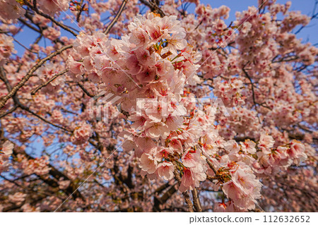 Cherry Blossoms	 112632652