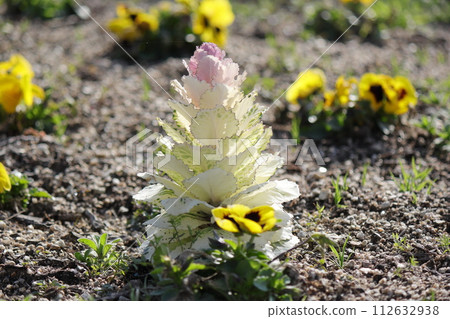 early spring habotan early spring habotan 112632938
