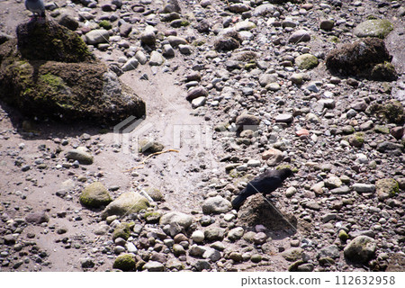 A crow found at Beppu International Tourist Port 112632958
