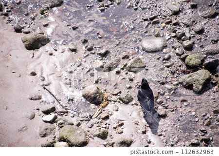 A crow found at Beppu International Tourist Port 112632963