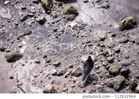 A crow found at Beppu International Tourist Port A crow found at Beppu International Tourist Port 112632964