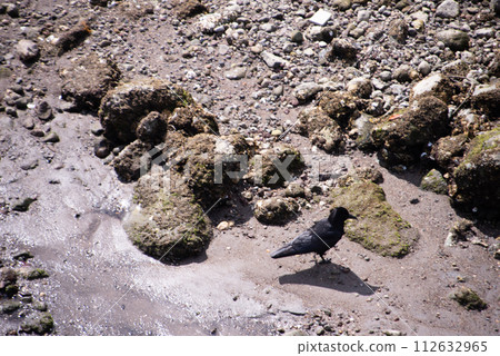 A crow found at Beppu International Tourist Port 112632965