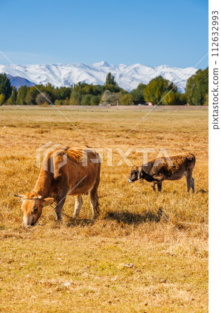 yellow milk cow with bull calf are grazing in front of mountains sunny autumn afternoon 112632993