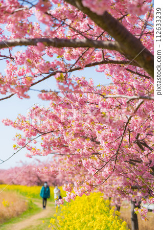 Spring image of cherry blossoms and rape blossoms in full bloom 112633239