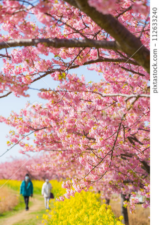 Spring image of cherry blossoms and rape blossoms in full bloom 112633240
