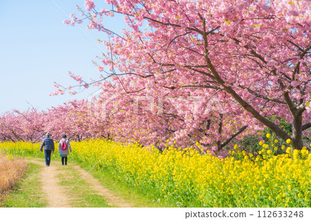 Spring image of cherry blossoms and rape blossoms in full bloom Spring image of cherry blossoms and rape blossoms in full bloom 112633248