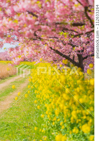 Spring image of cherry blossoms and rape blossoms in full bloom 112633264
