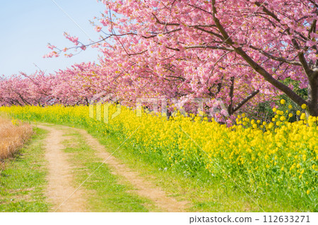 Spring image of cherry blossoms and rape blossoms in full bloom Spring image of cherry blossoms and rape blossoms in full bloom 112633271