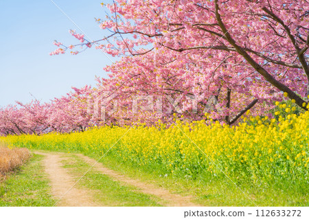 櫻花和油菜花盛開的春天形象 112633272