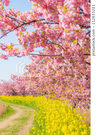 櫻花和油菜花盛開的春天形象 112633281