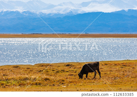 bull calf grazing on shore of mountain lake at sunny autumn afternoon 112633385