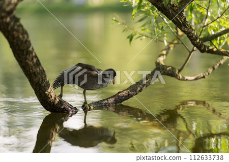 Young coot bird on a tree branch in water Young coot bird on a tree branch in water 112633738