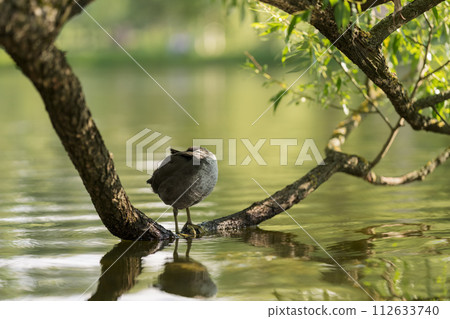 Young coot bird on a tree branch in water Young coot bird on a tree branch in water 112633740