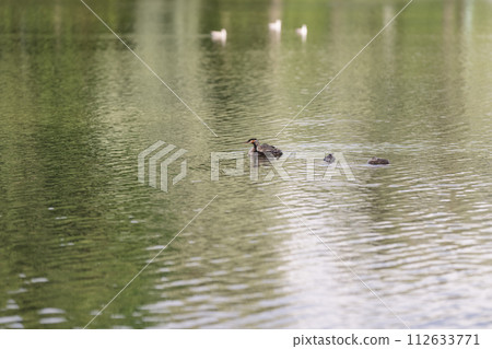 Great crested grebe family on a pond on a summer day Great crested grebe family on a pond on a summer day 112633771