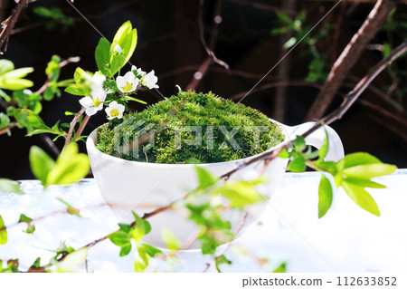 小杯裡種著小白雪柳花和山苔 小杯裡種著小白雪柳花和山苔 112633852