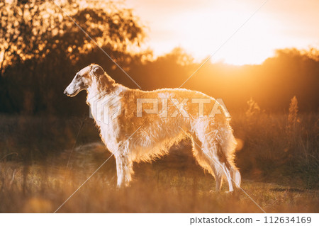 Russkaya Psovaya Borzaya Dog Outdoor. Summer Sunset Time. Russian Hunting Sighthound In Summer Sunset Sunrise Meadow Field. Russian Dog, Borzoi Resting On Grass In Rays Of Setting Sun Russkaya Psovaya Borzaya Dog Outdoor. Summer Sunset Time. Russian Hunting Sighthound In Summer Sunset Sunrise Meadow Field. Russian Dog, Borzoi Resting On Grass In Rays Of Setting Sun 112634169