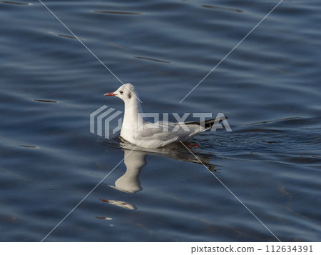Black-tailed black-tailed gull floating on the Yamato River 112634391
