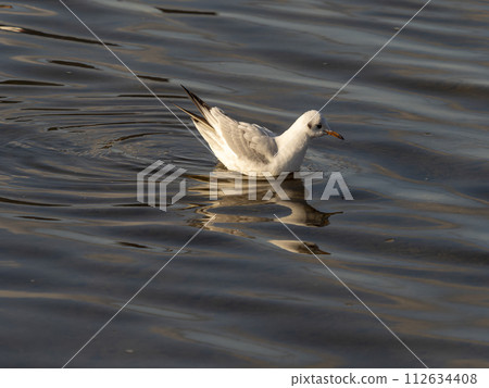 Black-tailed black-tailed gull floating on the Yamato River 112634408