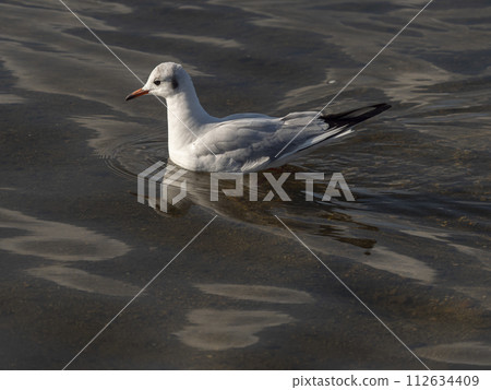 Black-tailed black-tailed gull floating on the Yamato River 112634409