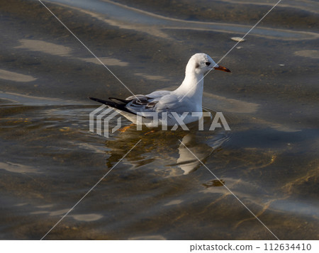 Black-tailed black-tailed gull floating on the Yamato River 112634410