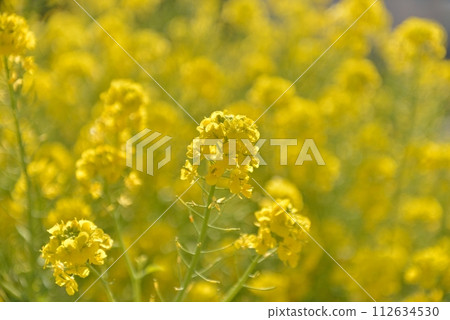 強姦開花 112634530