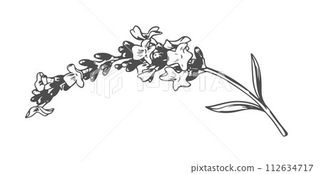 Lavender flower. Vector sketch, ink drawing, imitation engraving. Wildflower for wrapper, frame or border design. Logo in Provence style. 112634717