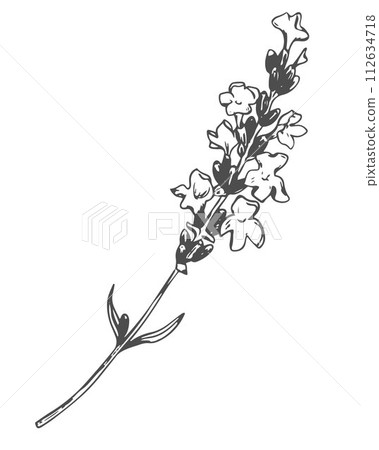 Lavender flower. Vector sketch, ink drawing, imitation engraving. Wildflower for wrapper, frame or border design. Logo in Provence style. Lavender flower. Vector sketch, ink drawing, imitation engraving. Wildflower for wrapper, frame or border design. Logo in Provence style. 112634718