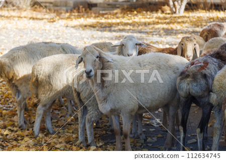small group of fat tail sheep on the street at Central Asia at sunny autumn day small group of fat tail sheep on the street at Central Asia at sunny autumn day 112634745