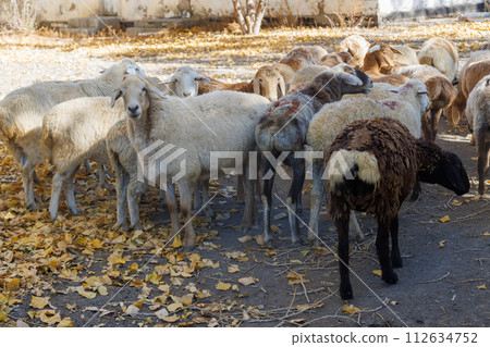 small group of fat tail sheep on the street at Central Asia at sunny autumn day 112634752