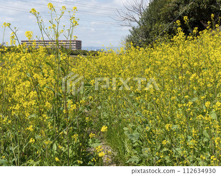 Rapeseed flowers blooming along the Yamato River flowing through Osaka 112634930