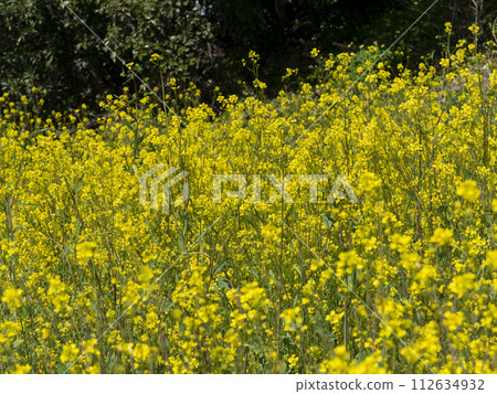 Rapeseed flowers blooming along the Yamato River flowing through Osaka Rapeseed flowers blooming along the Yamato River flowing through Osaka 112634932