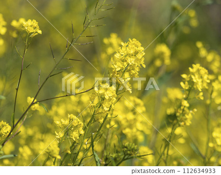 流經大阪的大和川沿岸盛開的油菜花 流經大阪的大和川沿岸盛開的油菜花 112634933