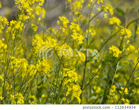 Rapeseed flowers blooming along the Yamato River flowing through Osaka 112634934