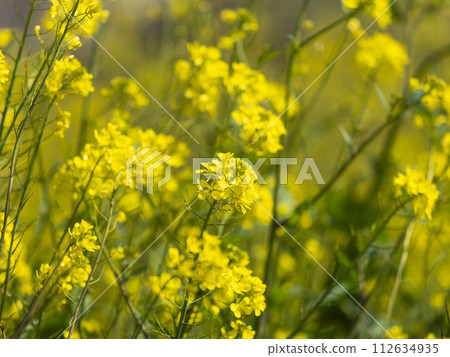 流經大阪的大和川沿岸盛開的油菜花 112634935
