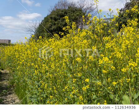 流經大阪的大和川沿岸盛開的油菜花 112634936