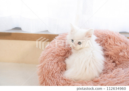 A kitten in a pink bed turned around A kitten in a pink bed turned around 112634960