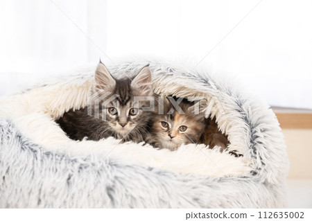 two kittens in a gray bed 112635002