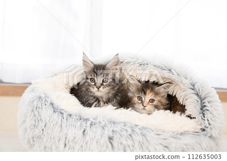兩隻小貓在灰色的床上 112635003