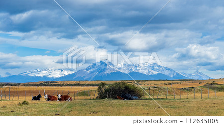 Cows Grazing Peacefully with Snow-Capped Mountains in Background Cows Grazing Peacefully with Snow-Capped Mountains in Background 112635005