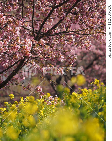 Nanohana field and cherry blossoms Nanohana field and cherry blossoms 112635026