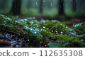 Fairy forest perfect for background in spring, summer, fall and winter 112635308