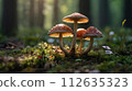 Fairy forest perfect for background in spring, summer, fall and winter 112635323
