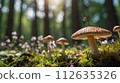 Fairy forest perfect for background in spring, summer, fall and winter 112635326