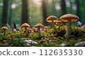 Fairy forest perfect for background in spring, summer, fall and winter 112635330