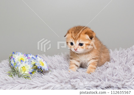 Scottish fold kitten n a grey background. Scottish fold kitten n a grey background. 112635567
