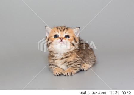 Scottish striped kitten with short legs Scottish striped kitten with short legs 112635570