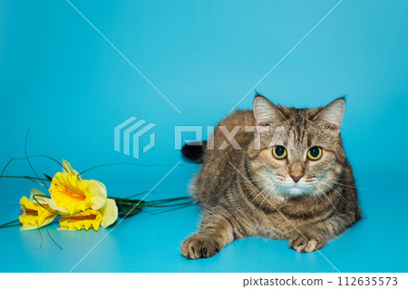 Big, beautiful, gray cat and yellow flowers Big, beautiful, gray cat and yellow flowers 112635573
