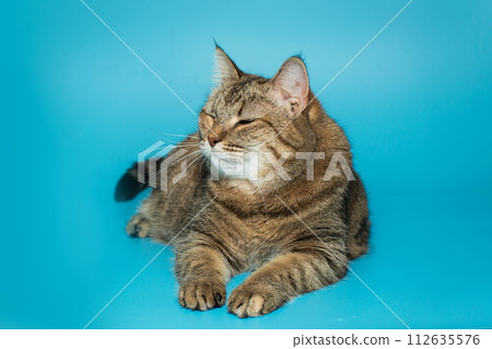 Big grey cat with closed eyes 112635576