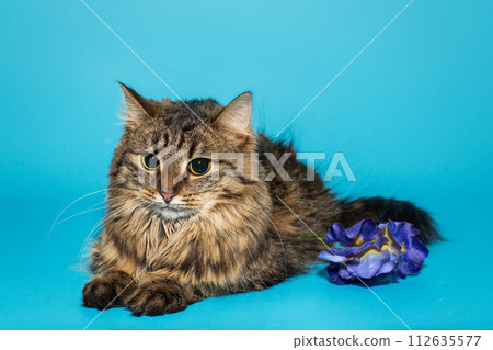 Cat with long golden hair and a flower Cat with long golden hair and a flower 112635577